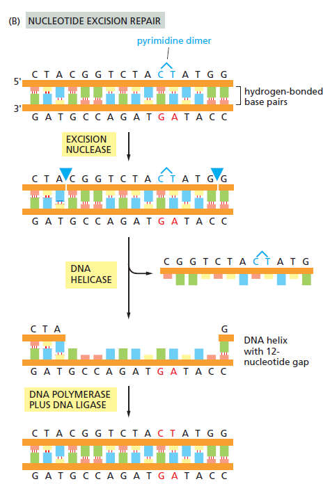 Figure 5-41B.png